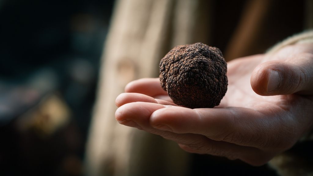 Pourquoi la dégustation des truffes d’appellation mérite-t-elle toute ton attention